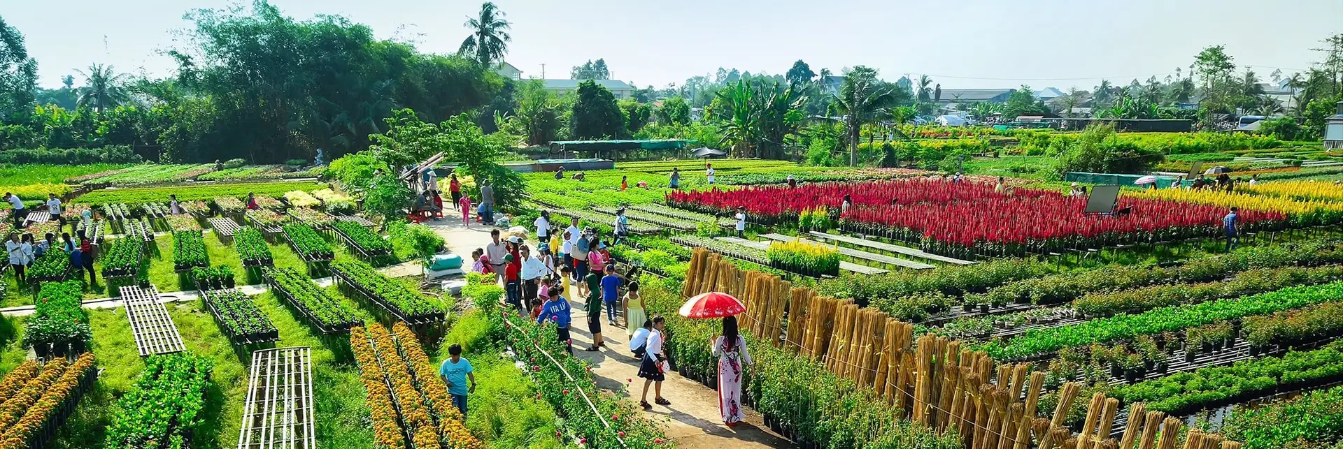 Cánh đồng sen Tháp Mười rộng lớn với sen hồng và lá xanh, con đường đất nhỏ và nhà cửa mộc mạc.