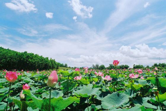 Ao Bà Om Trà Vinh Du lịch Trà Vinh: Ao Bà Om yên bình